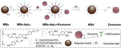 A light-activated magnetic bead strategy utilized in spatio-temporal controllable exosomes isolation